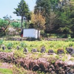 福寿草の里 板沢