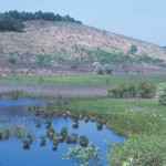 八島ヶ原湿原