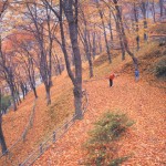 西山公園の秋