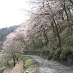 西山公園下の桜