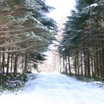 霧ヶ峰の路