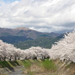 横河川桜(岡谷市)