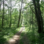 高原の山道(原村)